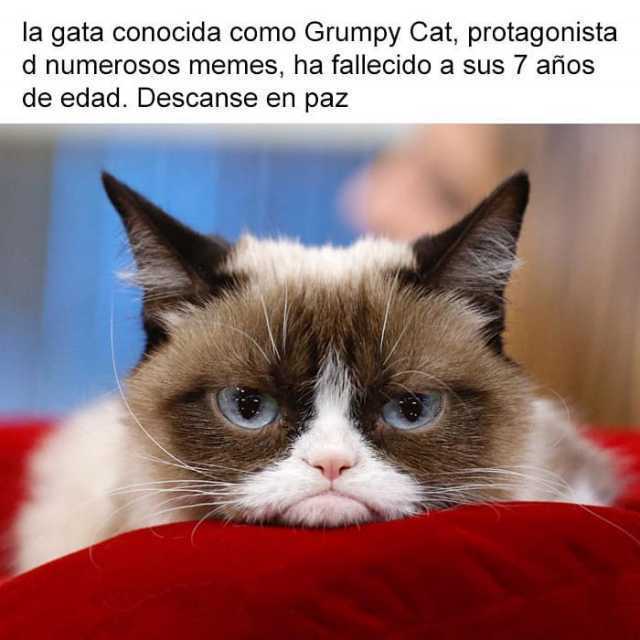 La gata conocida como Grumpy Cat, protagonista de numerosos memes, ha fallecido a sus 7 años de edad. Descanse en paz.