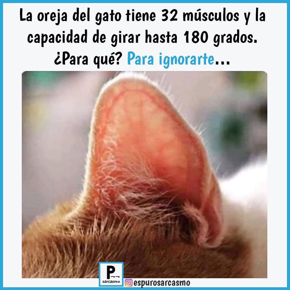 La oreja del gato tiene 32 músculos y la capacidad de girar hasta 180 grados. ¿Para qué? Para ignorarte...
