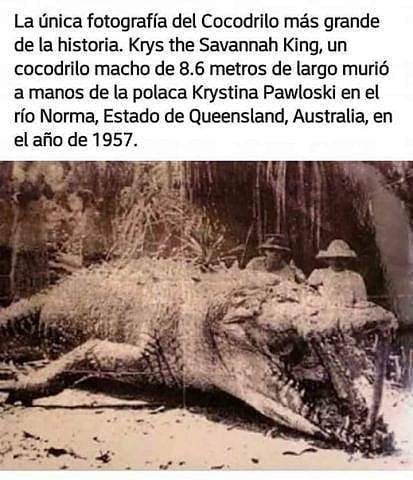 La única fotografía del Cocodrilo más grande de la historia. Krys the Savannah King, un cocodrilo macho de 8.6 metros de largo murió a manos de la polaca Krystina Pawloski en el río Estado de Queensland, Australia, en el año de 1957.