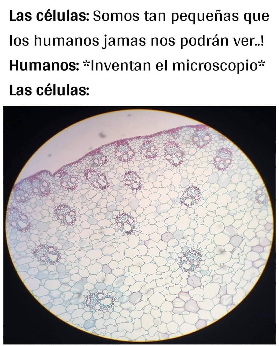 Las células: Somos tan pequeñas que los humanos jamas nos podrán ver..!  Humanos: *Inventan el microscopio*  Las células: