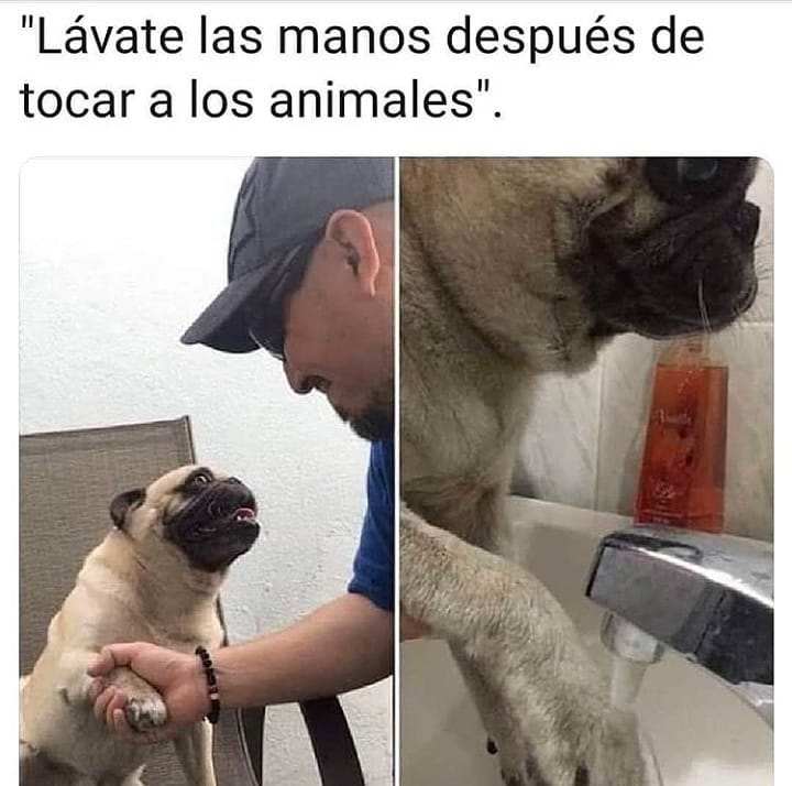 "Lávate las manos después de tocar a los animales".