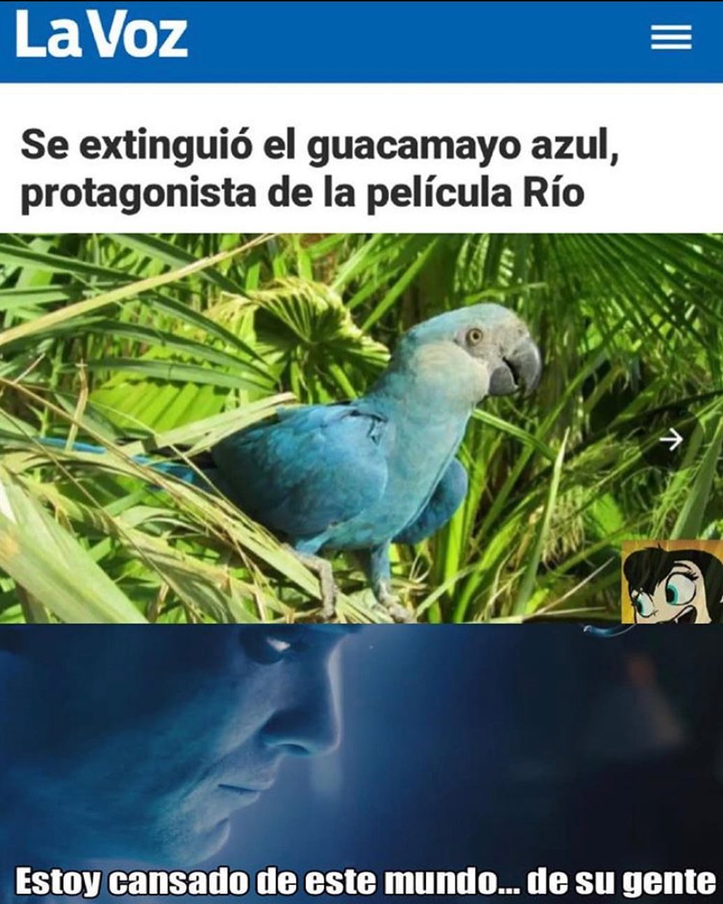 LaVoz. Se extinguió el guacamayo azul, protagonista de la película Río. Estoy cansado de este mundo... de su gente.
