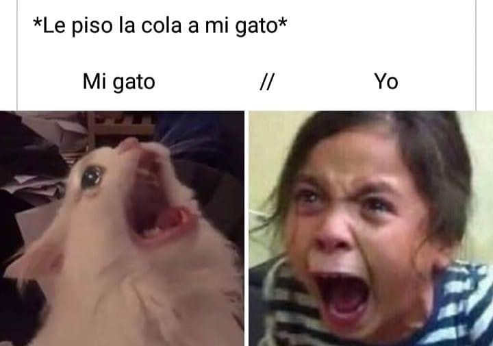 *Le piso la cola a mi gato* Mi gato. // Yo.