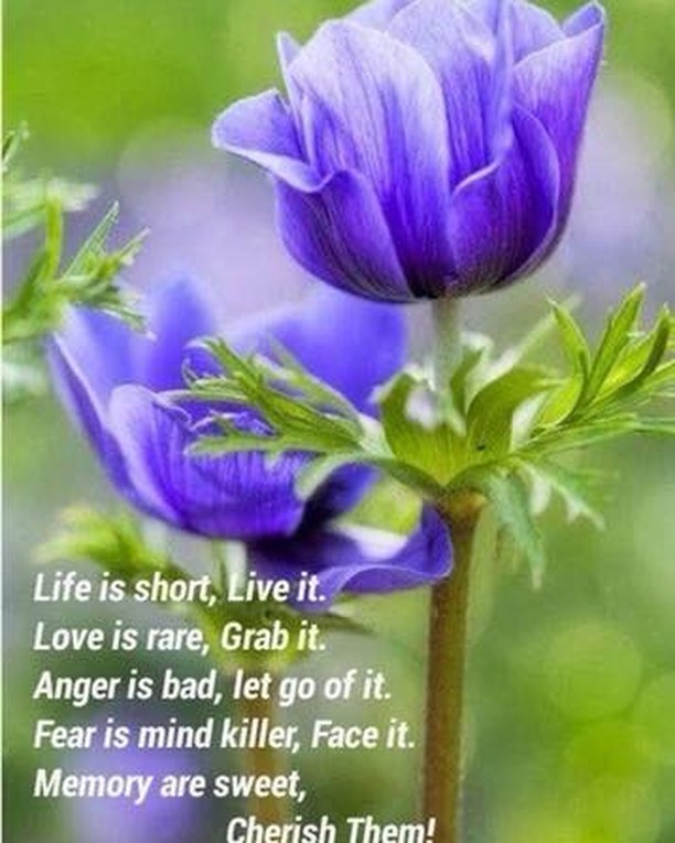 Life is short, live it. Love is rare, grab it. Anger is bad, let go of it. Fear is mind killer, face it. Memory are sweet, cherish them!