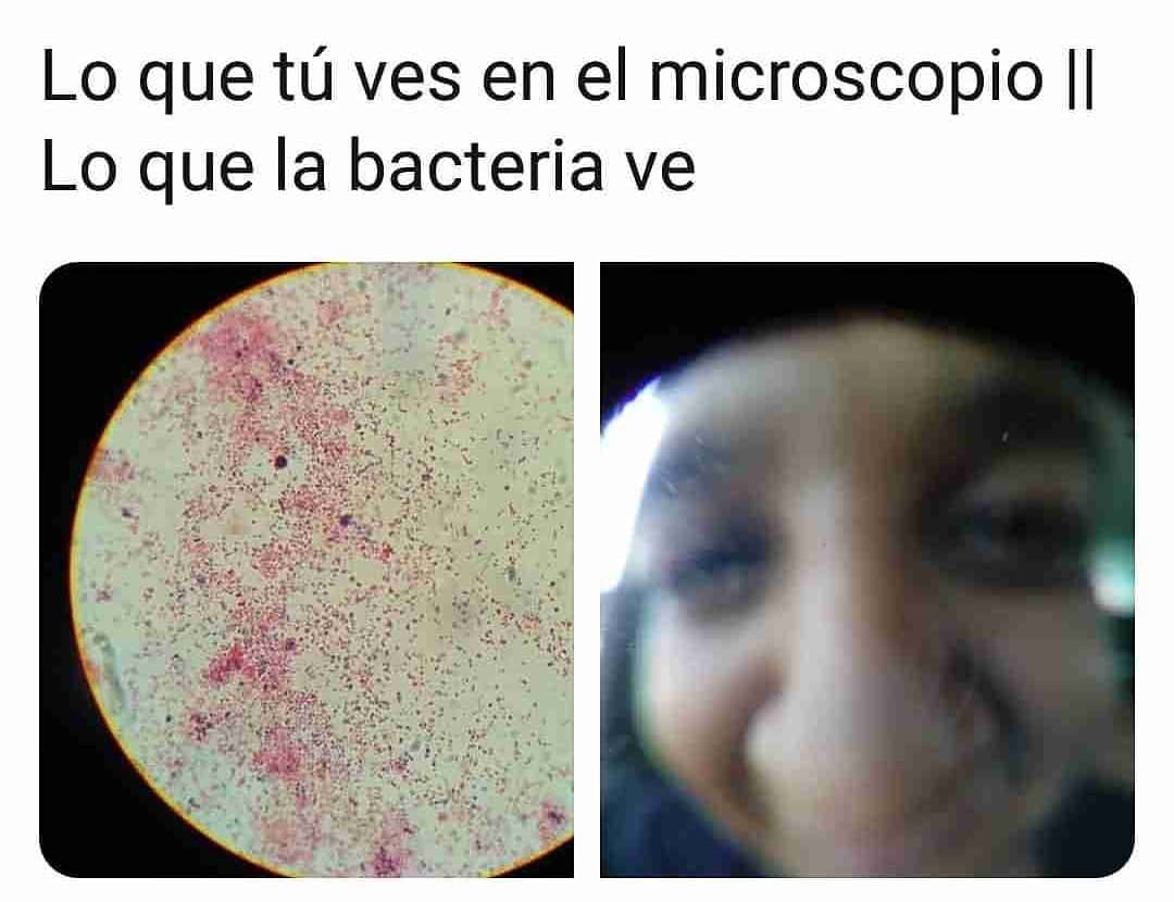 Lo que tú ves en el microscopio. // Lo que la bacteria ve.