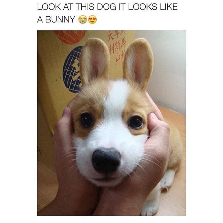 Look at this dog it looks like a bunny.