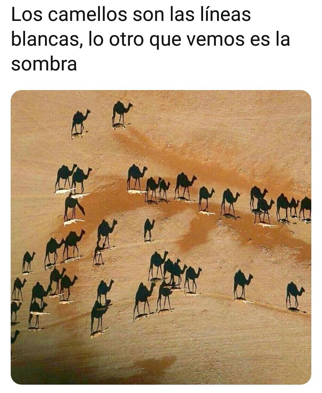 Los camellos son las líneas blancas, lo otro que vemos es la sombra.