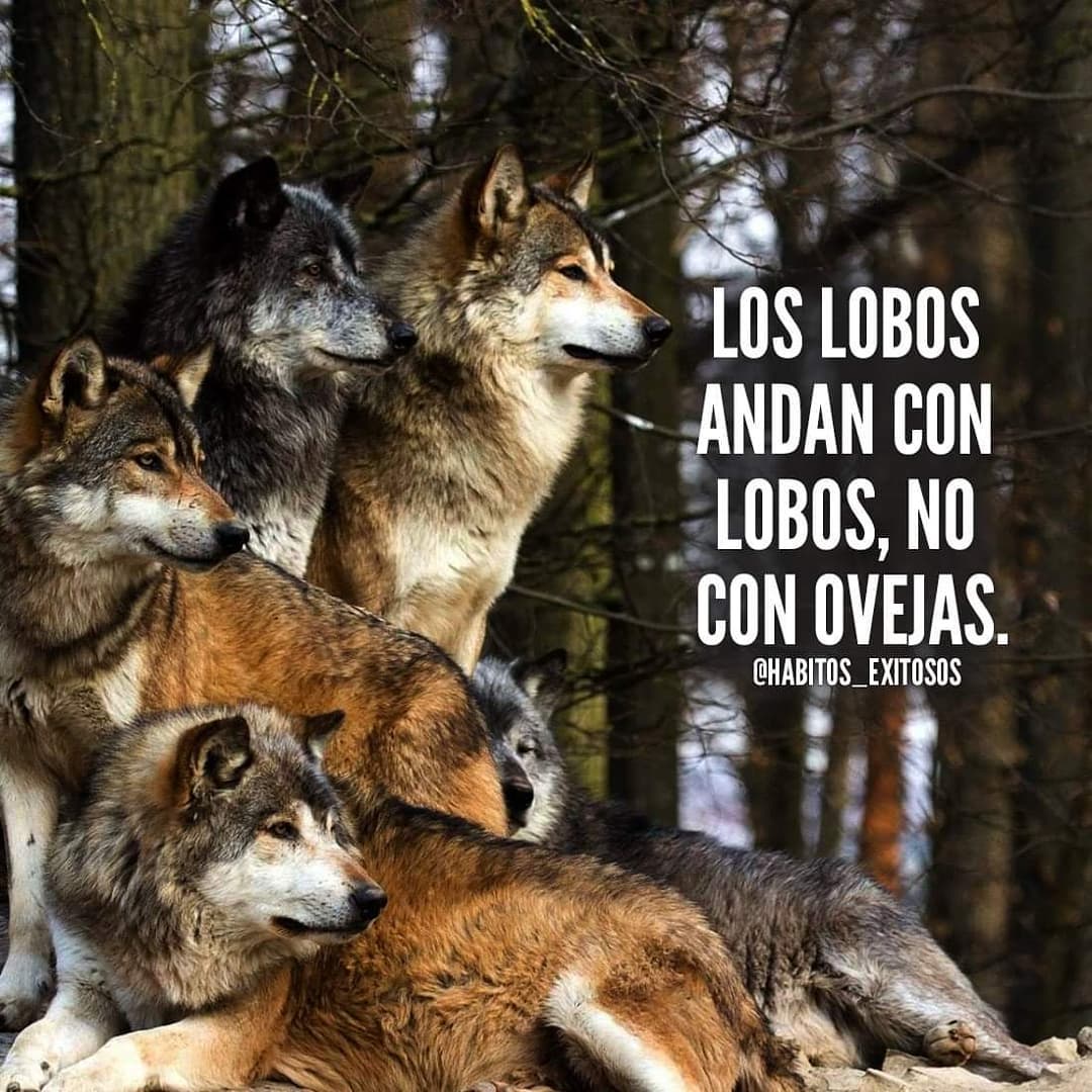 Los lobos, anda con lobos, no con ovejas.