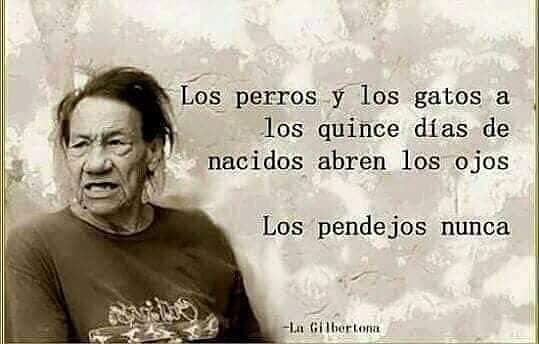 Los perros y los gatos a los quince días de nacidos abren los ojos. Los pendejos nunca.