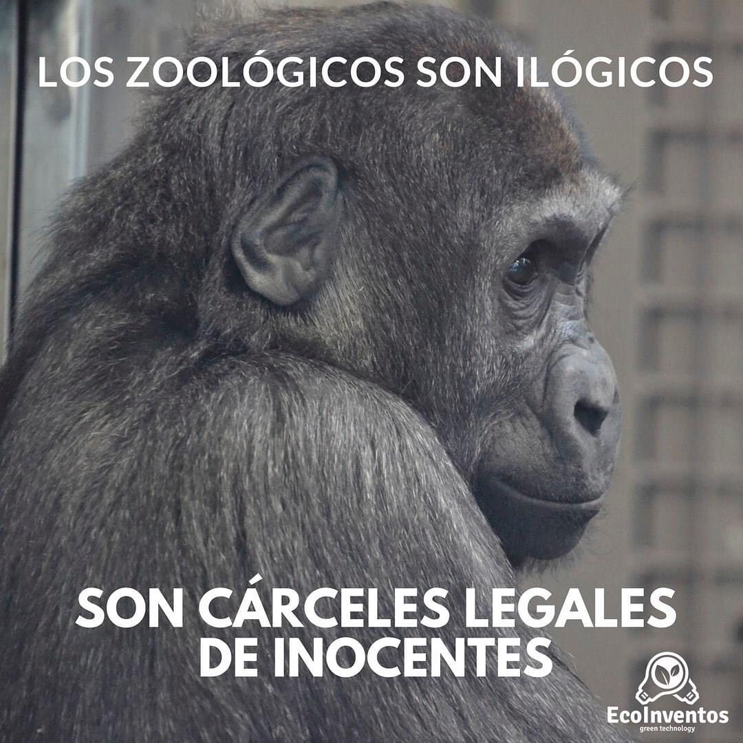 Los zoológicos son ilógicos, son cárceles legales de inocentes.