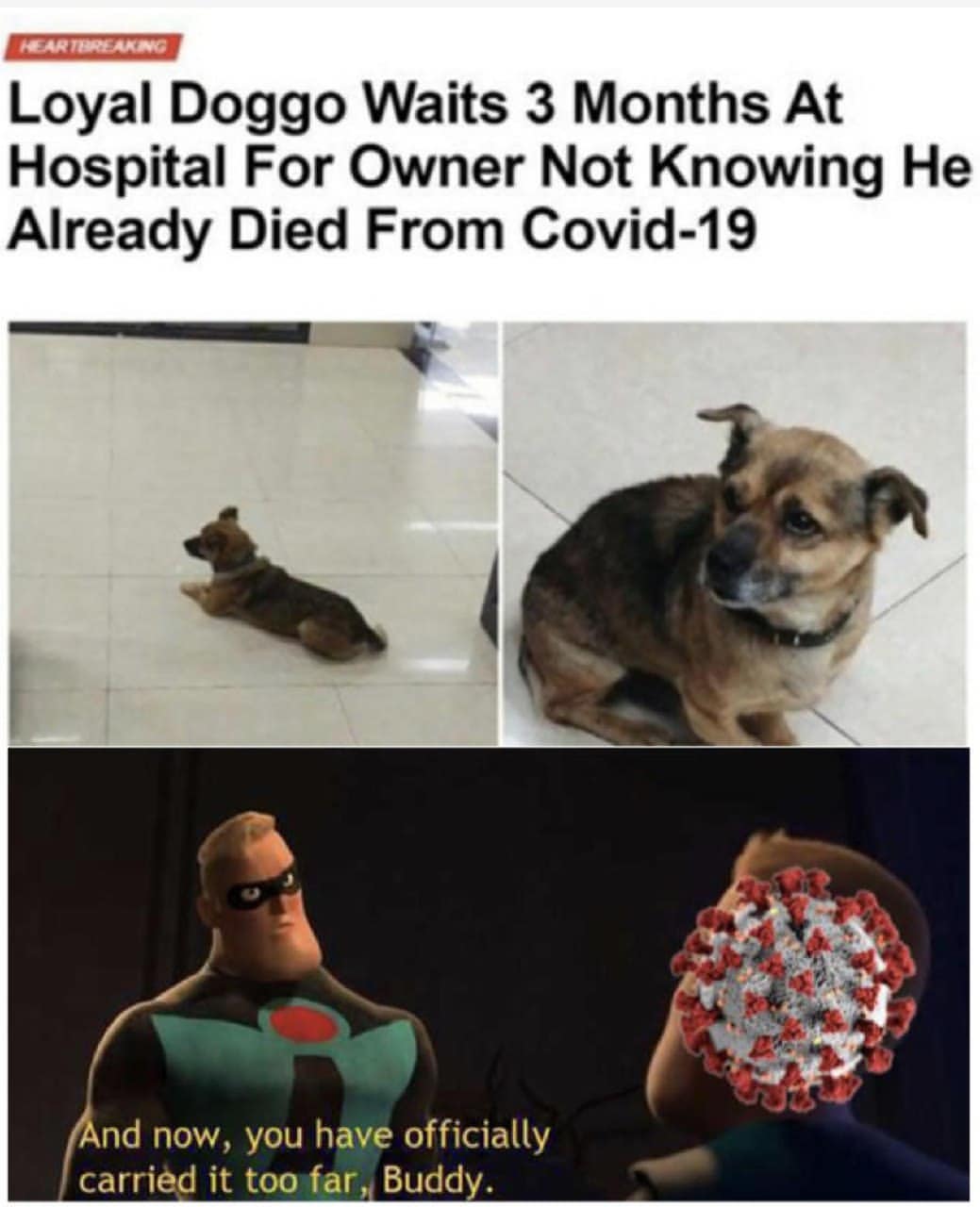 Loyal doggo waits 3 months at hospital for owner not knowing he already died from covid-19. Now, you have officially carried it too far buddy.