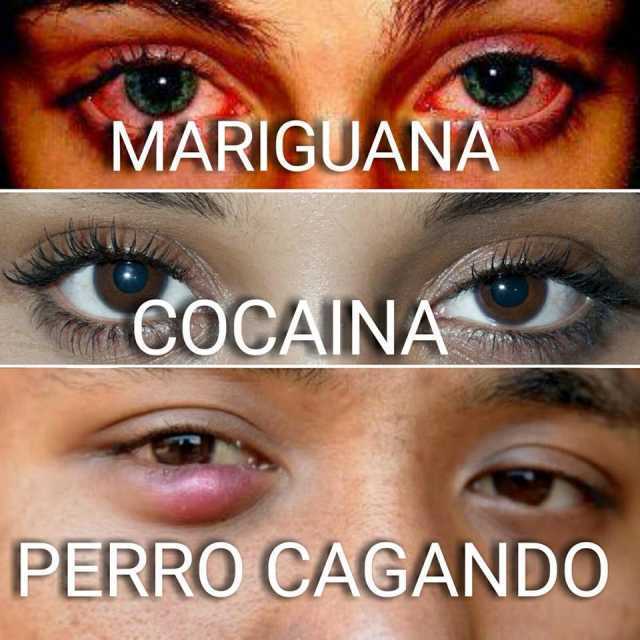 Mariguana. / Cocaína. / Perro cagando.