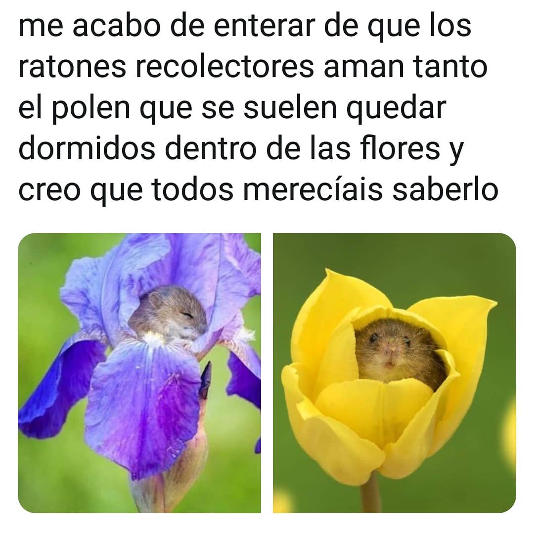 Me acabo de enterar de que los ratones recolectores aman tanto el polen que se suelen quedar dormidos dentro de las flores y creo que todos merecíais saberlo.