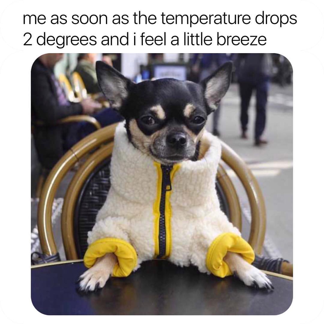 Me as soon as the temperature drops 2 degrees and I feel a little breeze.