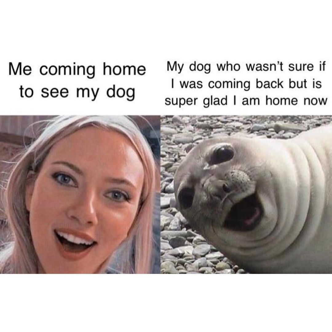 Me coming home to see my dog. My dog who wasn't sure if I was coming back but is super glad I am home now.