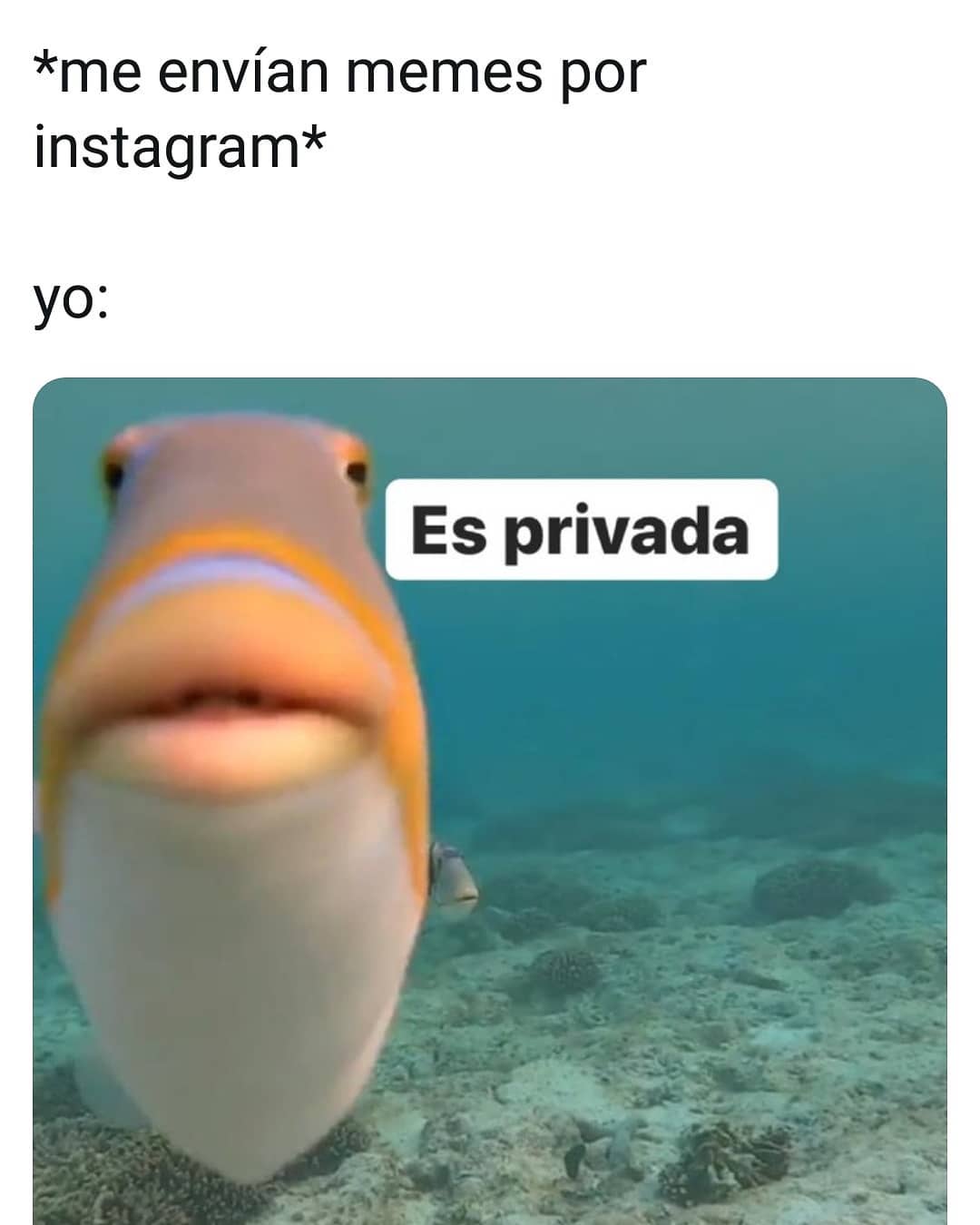 *Me envían memes por Instagram*  Yo: Es privada.