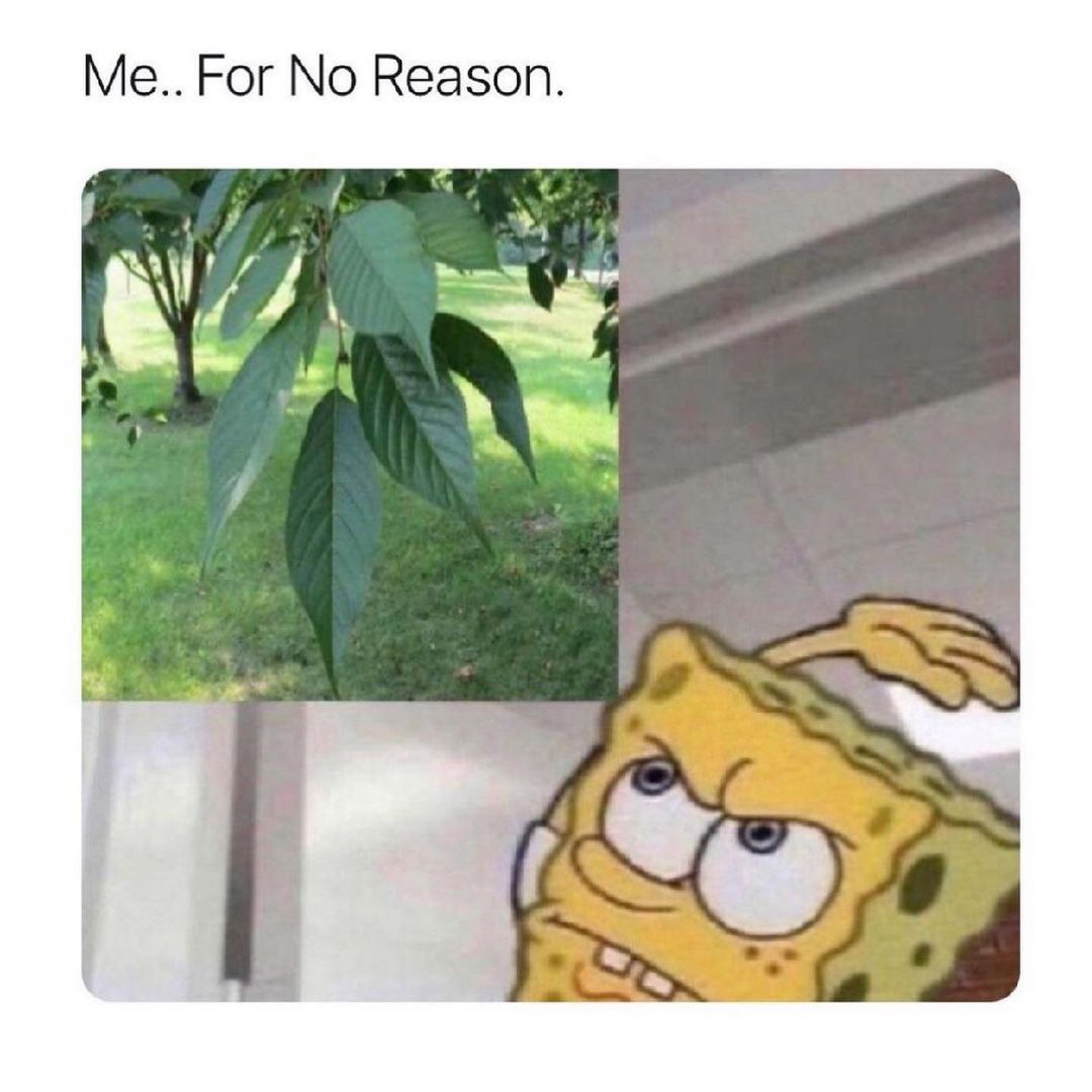 me-for-no-reason-funny