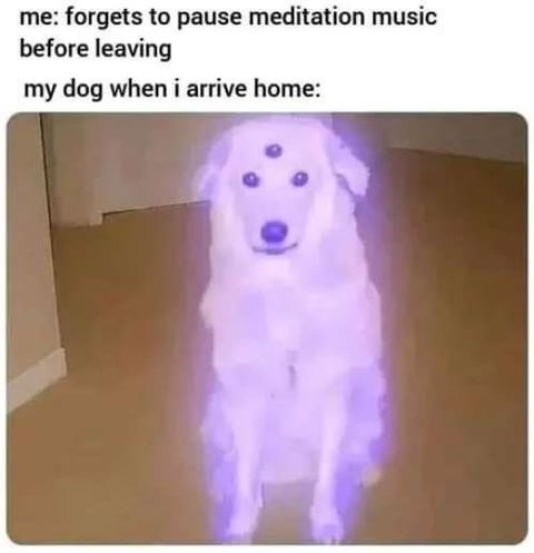 Me: forgets to pause meditation music before leaving. My dog when I arrive  home: - Funny