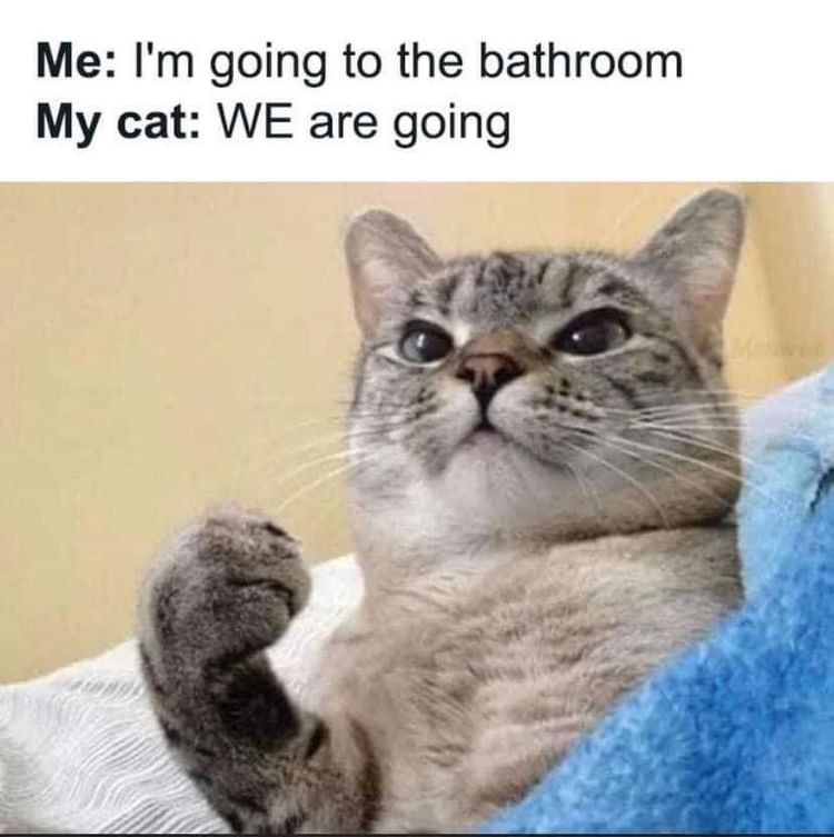 Me: I'm going to the bathroom.  My cat: We are going.