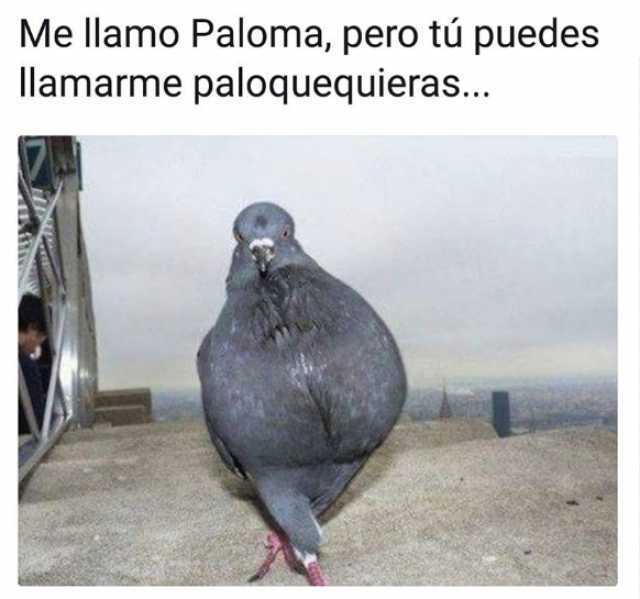 Me llamo Paloma, pero tú puedes llamarme paloquequieras...