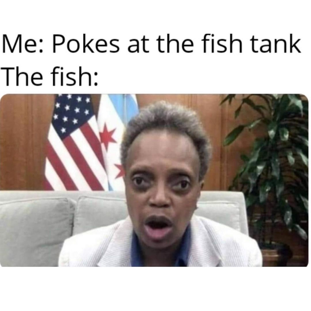 Me: Pokes at the fish tank.  The fish: