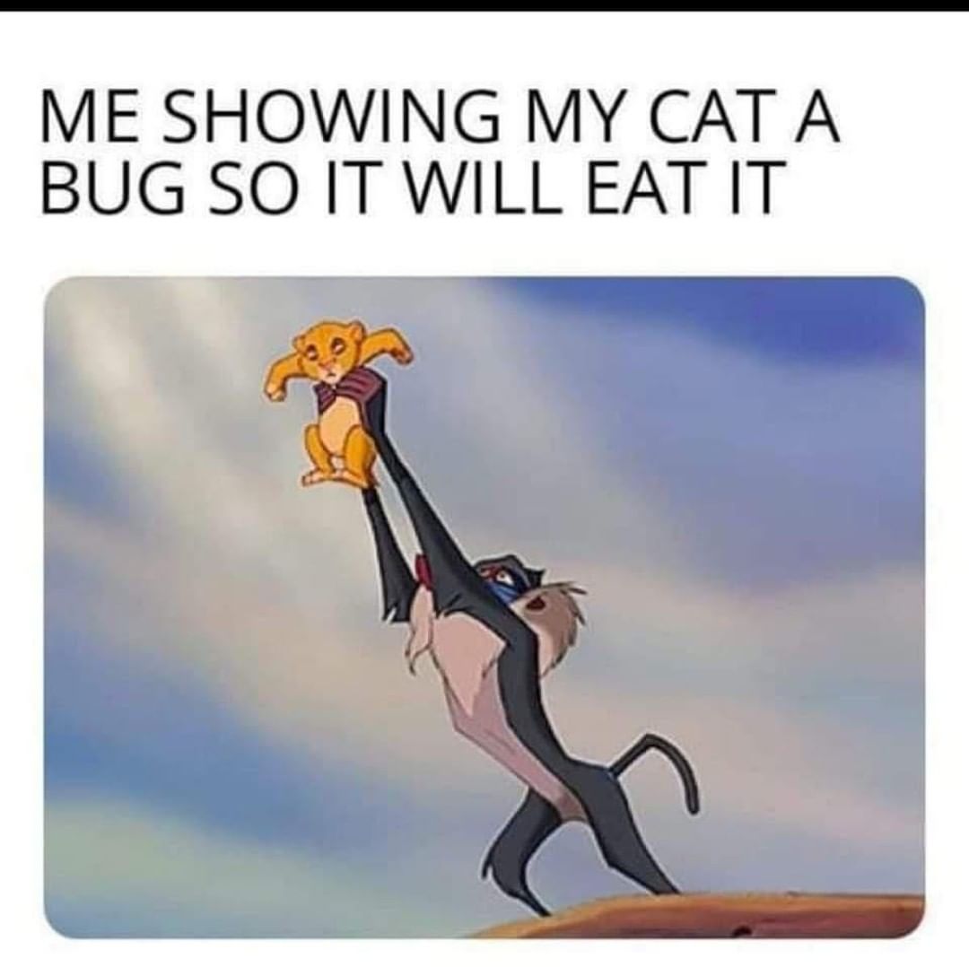 Me showing my cat a bug so it will eat it.