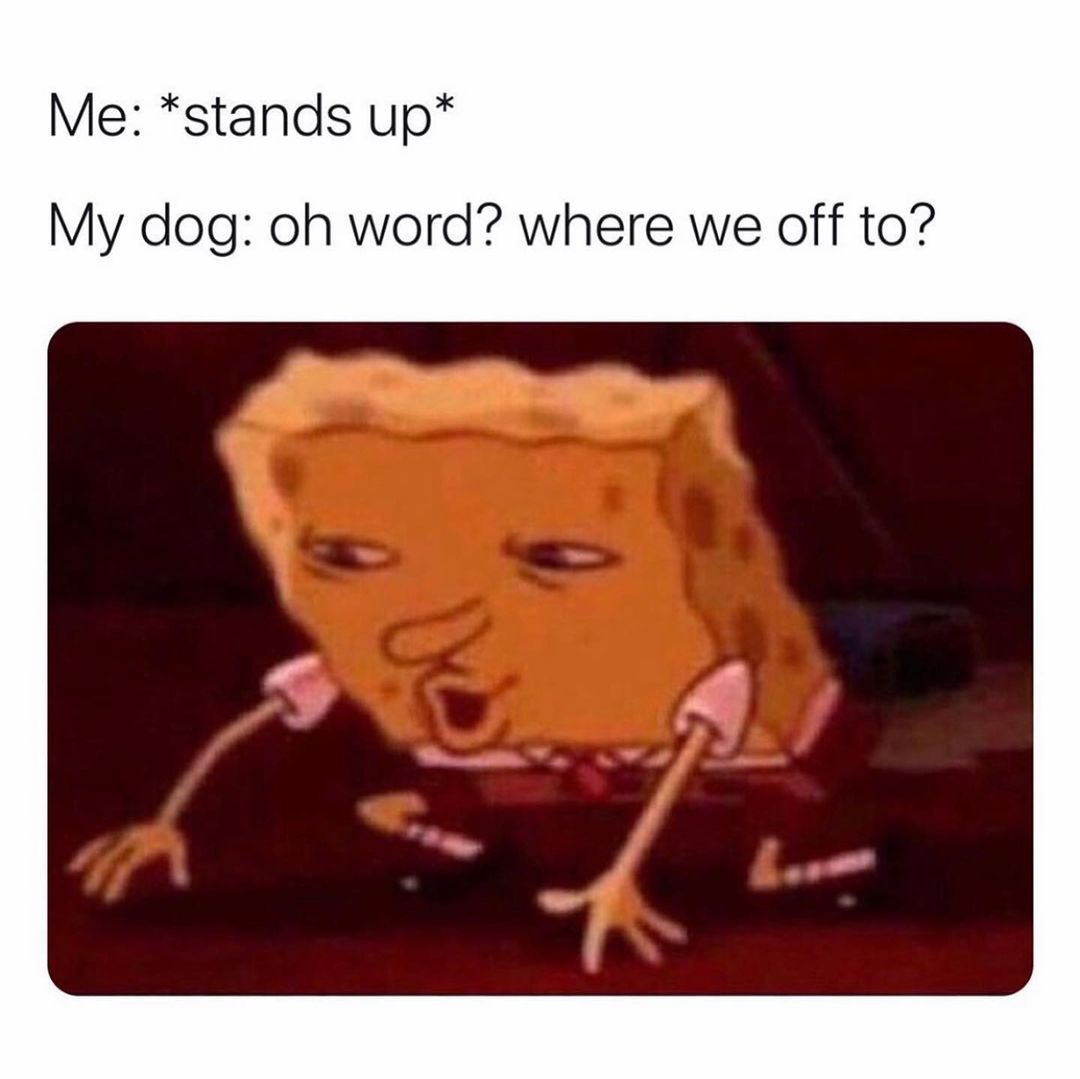 Me stands Up My Dog Oh Word Where We Off To Funny