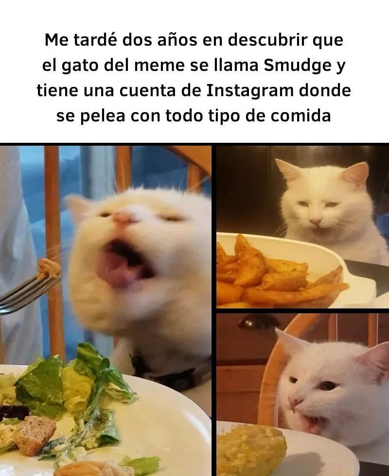 Me tardé dos años en descubrir que el gato del meme se llama Smudge y tiene una cuenta de Instagram donde se pelea con todo tipo de comida.