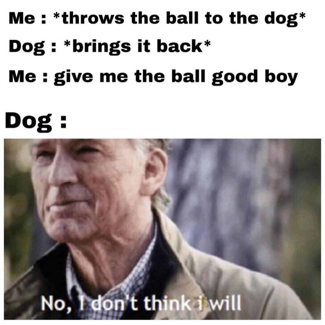 Me: *Throws the ball to the dog* Dog: *brings it back* Me: Give me the ball good boy. Dog : No, I don't think I will.
