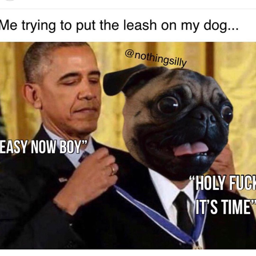 Me trying to put the leash on my dog...