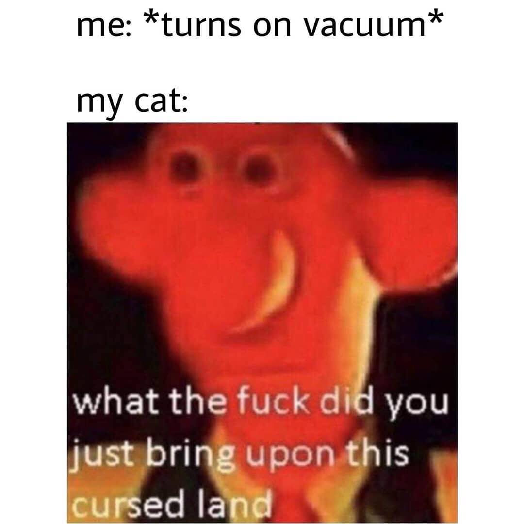 Me: *turns on vacuum. My cat: What the fuck did you just bring upon this cursed land.