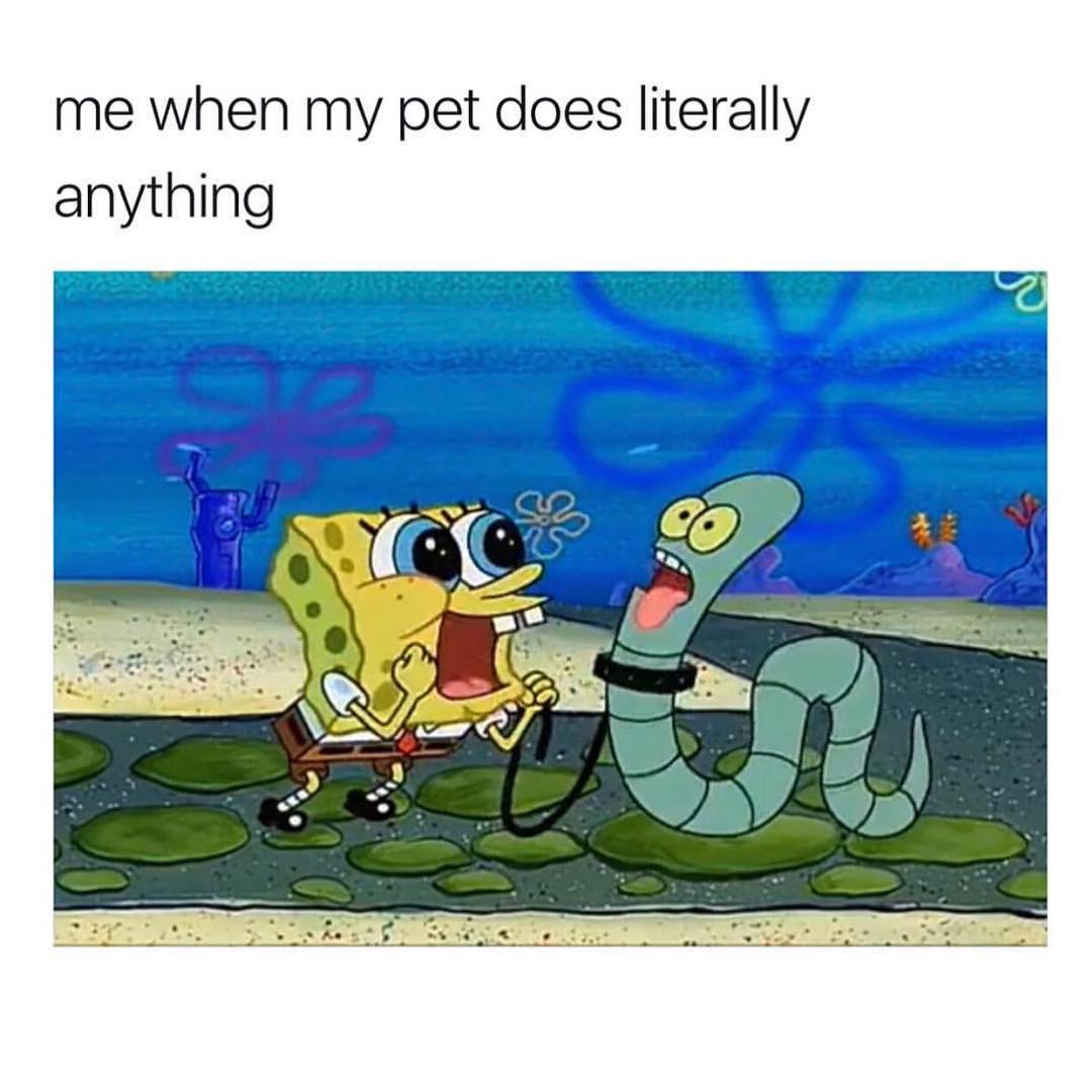 Me when my pet does literally anything.