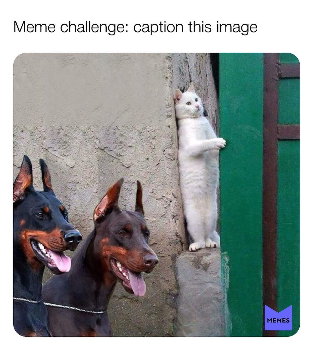 Meme challenge: caption this image.