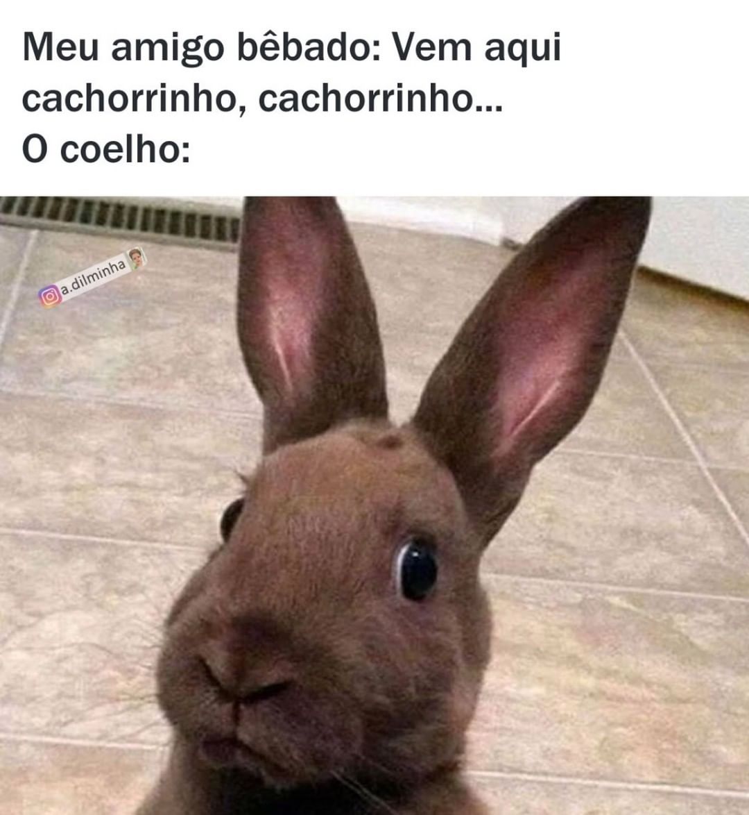 Meu amigo bêbado: Vem aqui cachorrinho, cachorrinho... O coelho: