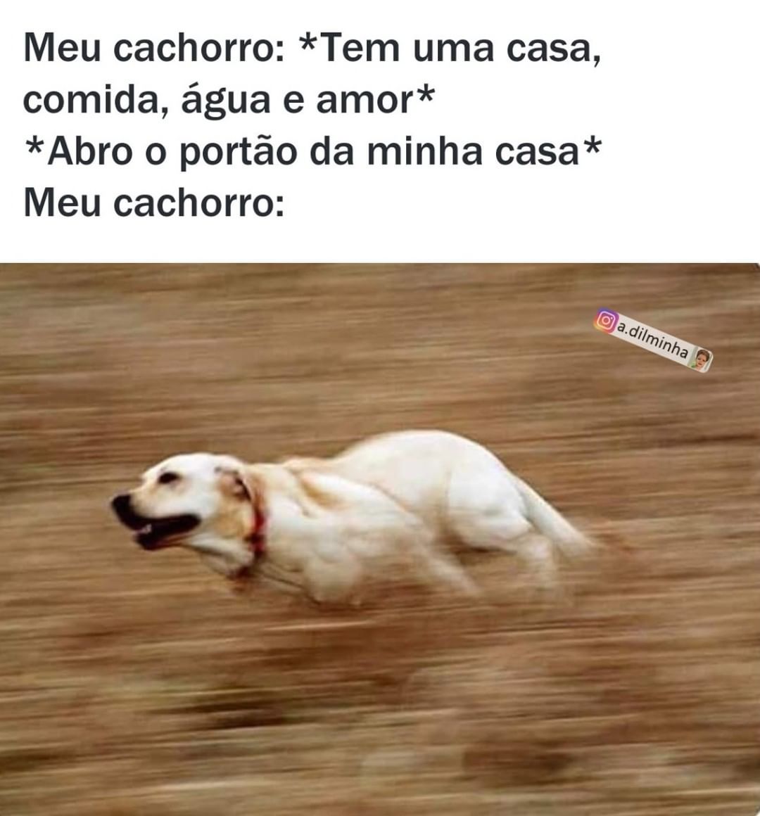 Meu cachorro: Tem uma casa, comida, água e amor. Abro o portão da minha casa. Meu cachorro: