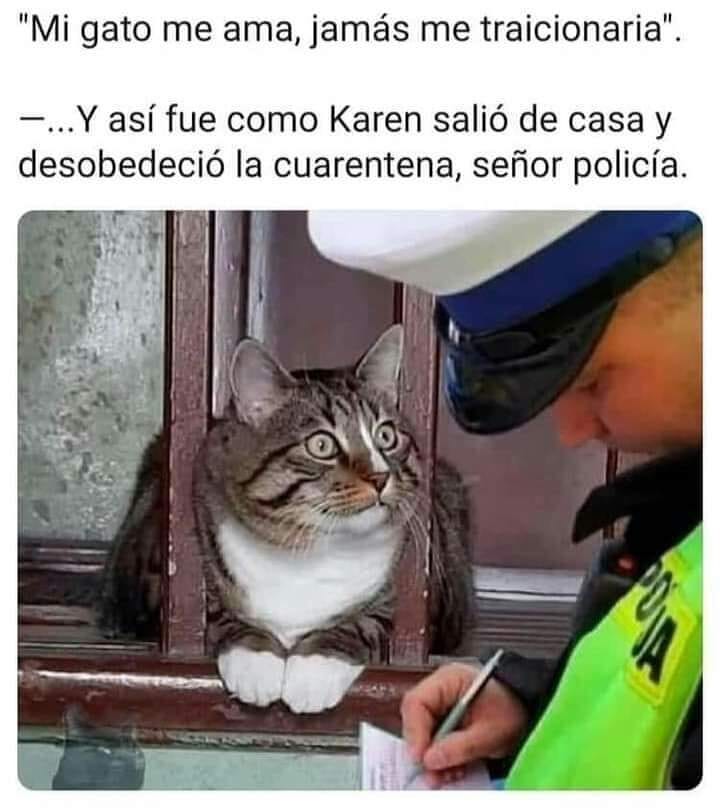 "Mi gato me ama jamás me traicionaría".  Y así fue como Karen salió de casa y desobedeció la cuarentena señor policía.