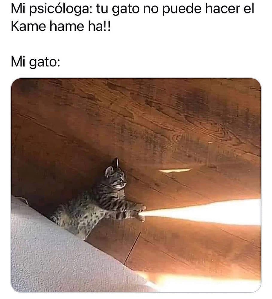 Mi psicóloga: Tu gato no puede hacer el Kame hame ha!! Mi gato: