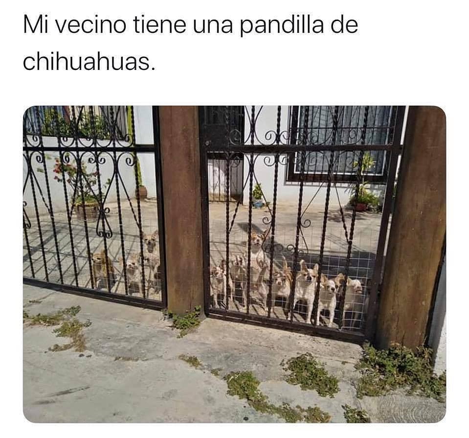 Mi vecino tiene una pandilla de chihuahuas.
