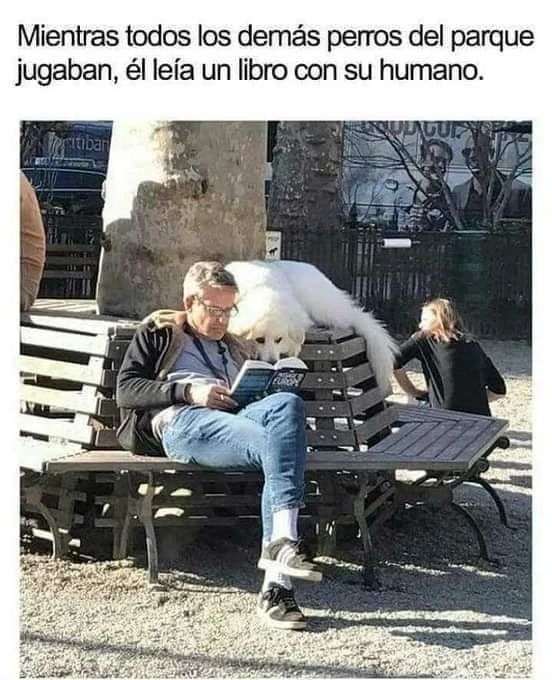 Mientras todos los demás perros del parque jugaban, él leía un libro con su humano.