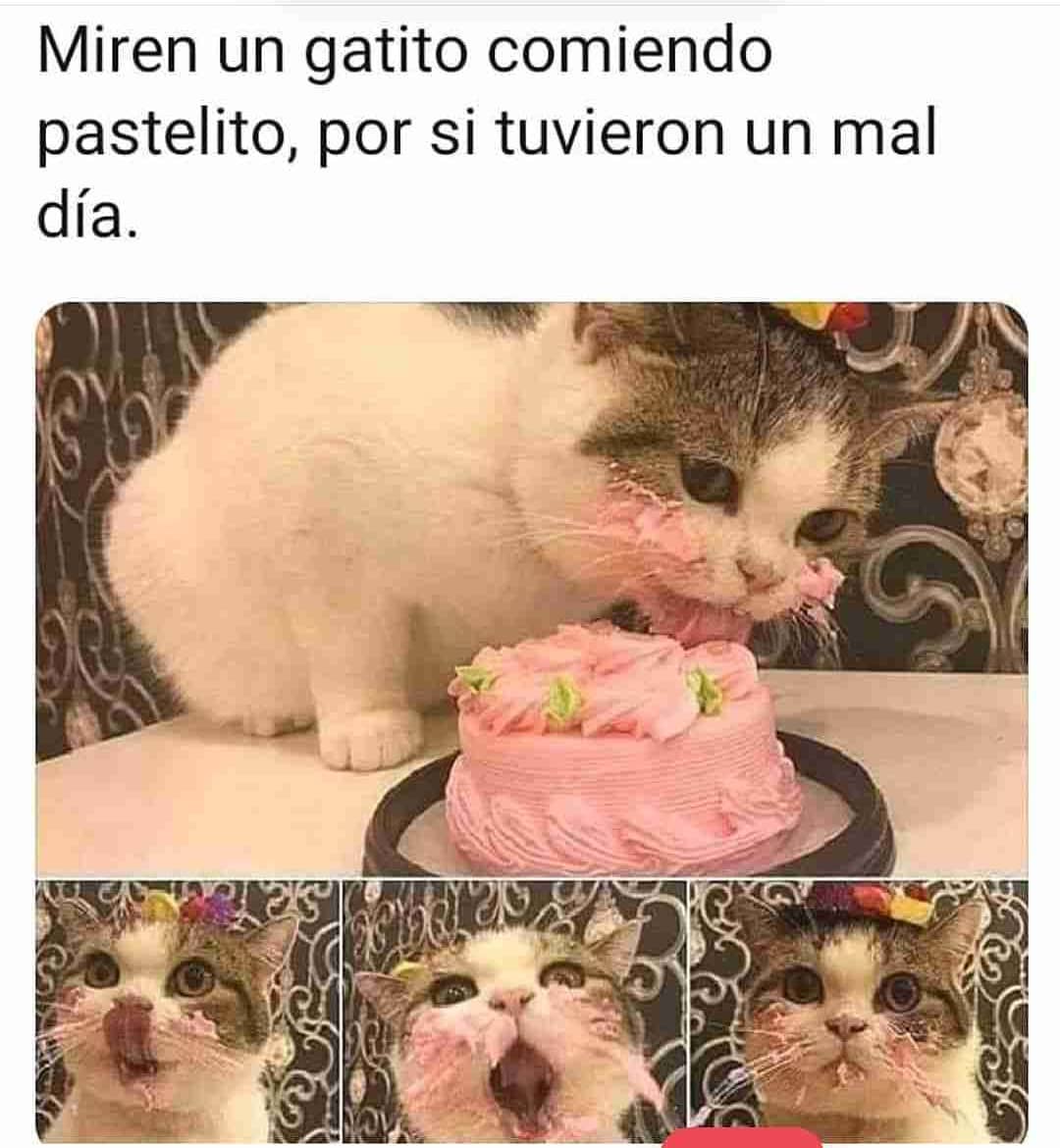 Miren un gatito comiendo pastelito, por si tuvieron un mal día.