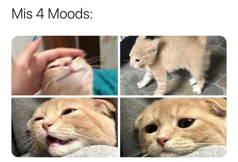 Mis 4 moods: