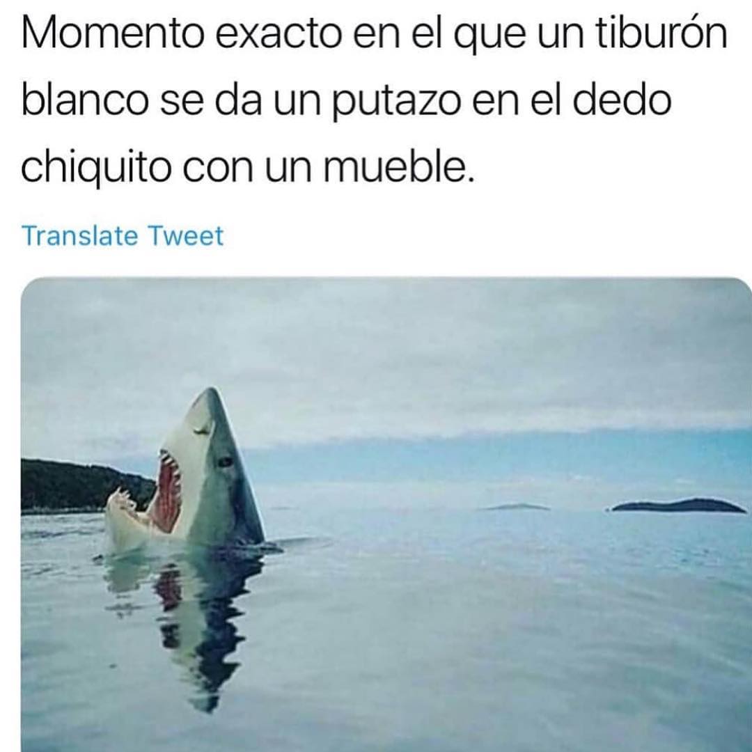 Momento exacto en el que un tiburón blanco se da un putazo en el dedo chiquito con un mueble.