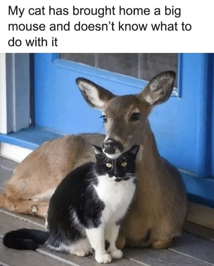 My Cat Has Brought Home A Big Mouse And Doesn t Know What To Do With It