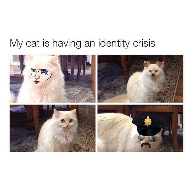 My Cat Is Having An Identity Crisis Funny
