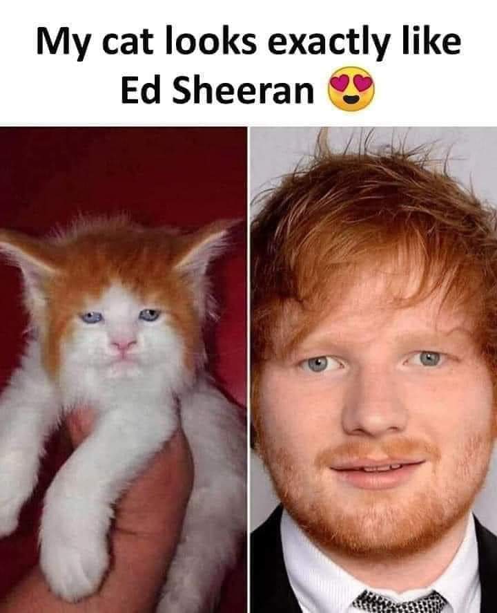 My cat looks exactly like Ed Sheeran.
