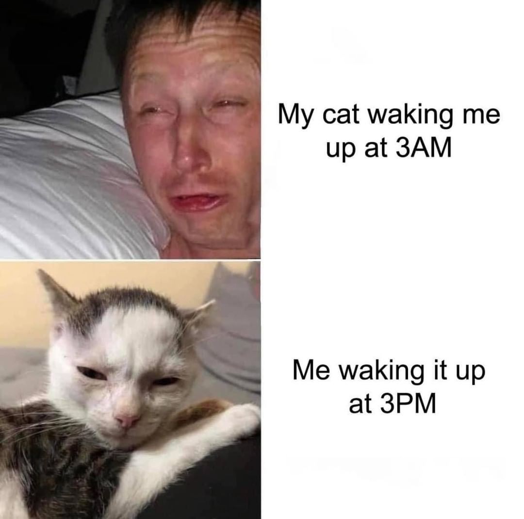 My cat waking me up at 3AM. Me waking it up at 3PM.