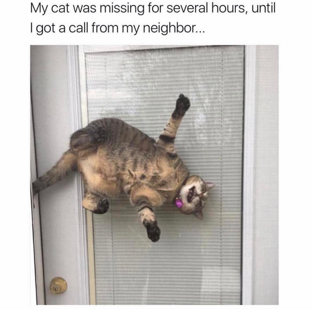 My cat was missing for several hours, until I got a call from my neighbor...