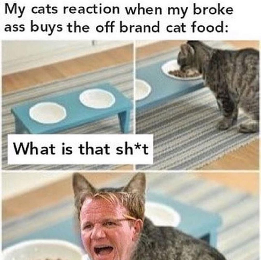 My Cats Reaction When My Broke Ass Buys The Off Brand Cat Food What Is 