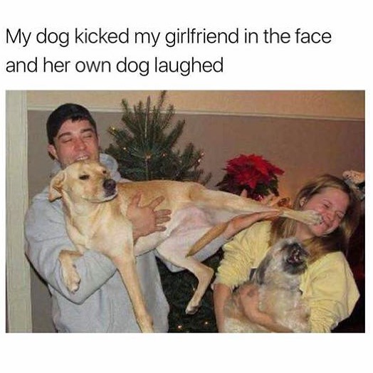 My dog kicked my girlfriend in the face and her own dog laughed.