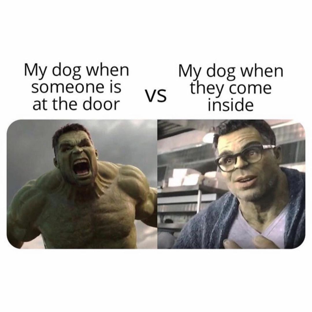 My dog when someone is at the door. vs  My dog when they come inside.